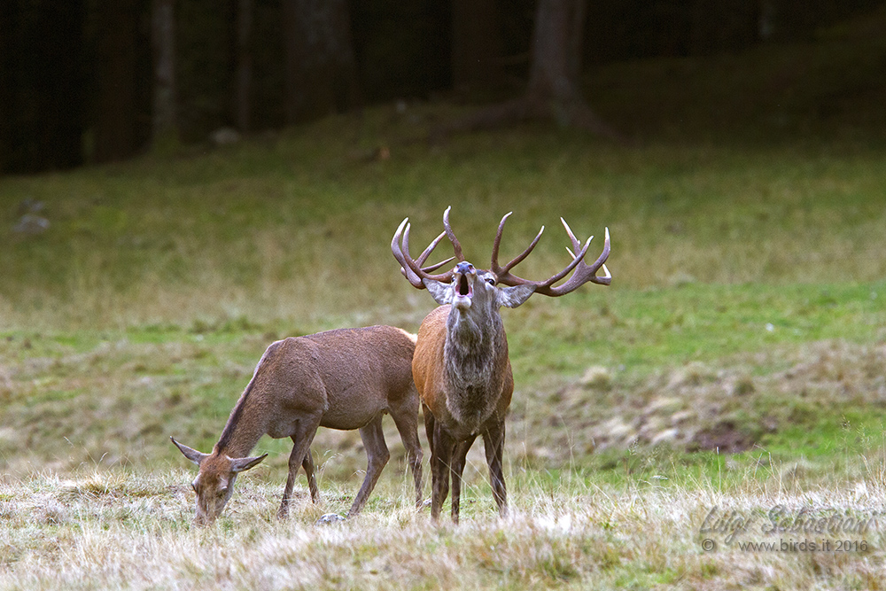 Cervo - Cervus elaphus